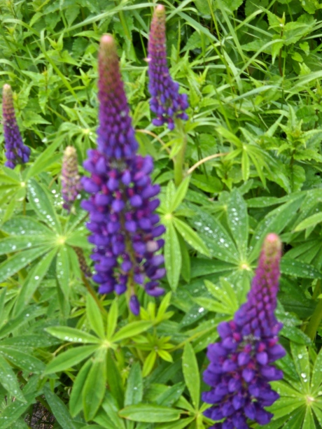 Lupines Opening
